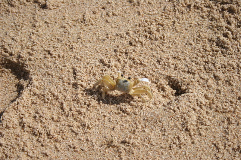 "Strand"krabbe auf der Suche nach Schatten