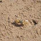 "Strand"krabbe auf der Suche nach Schatten