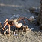 Strandkrabbe auf Sylt