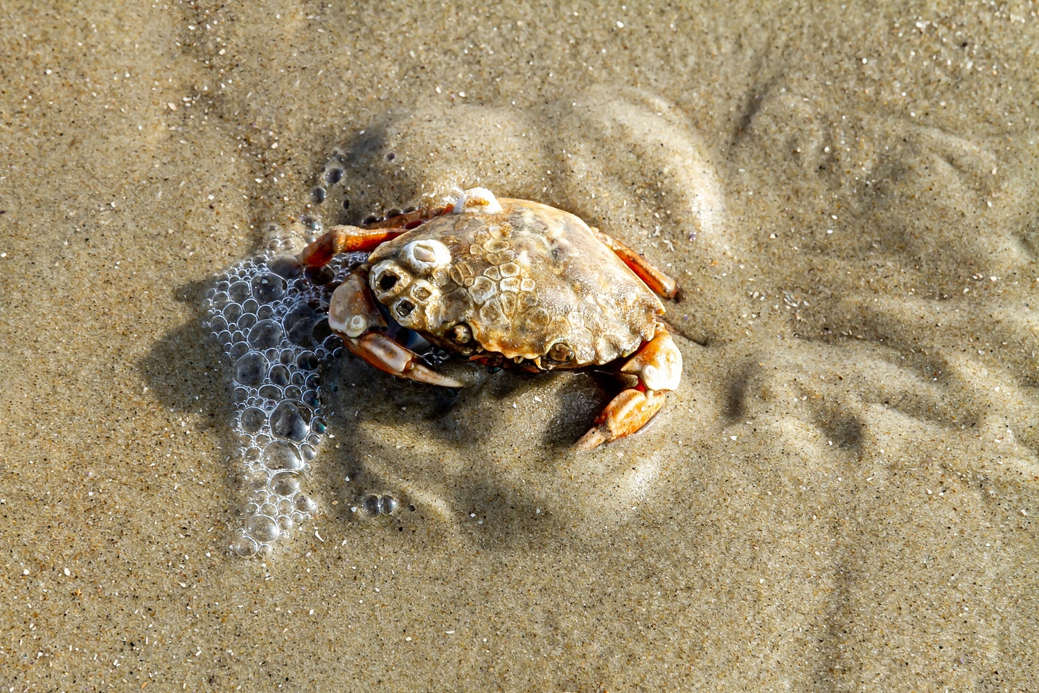 Strandkrabbe