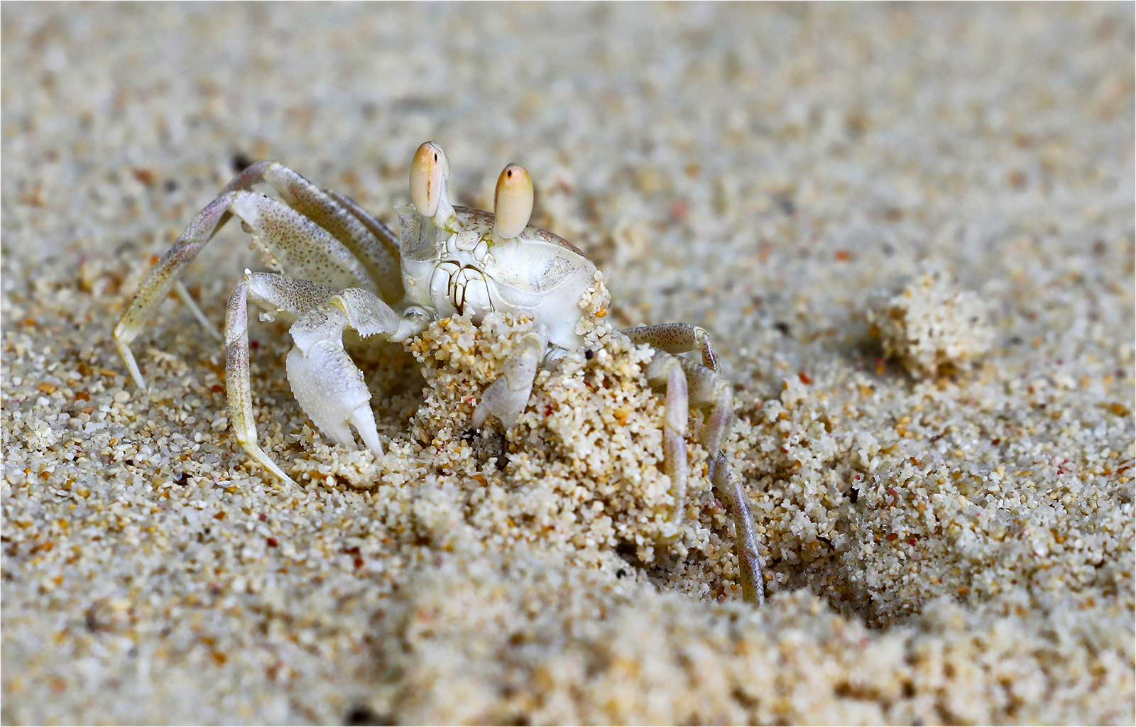 Strandkrabbe bei der Arbeit