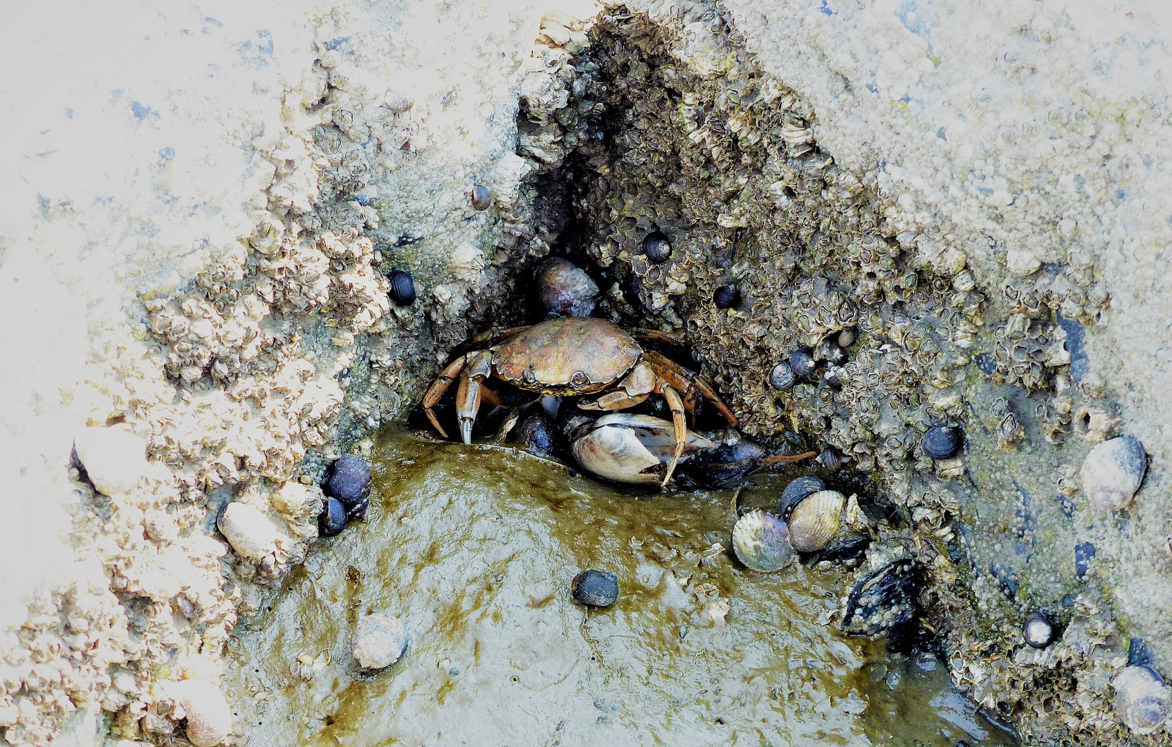 Strandkrabbe bei Ebbe