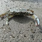 Strandkrabbe (Carcinus maenas)