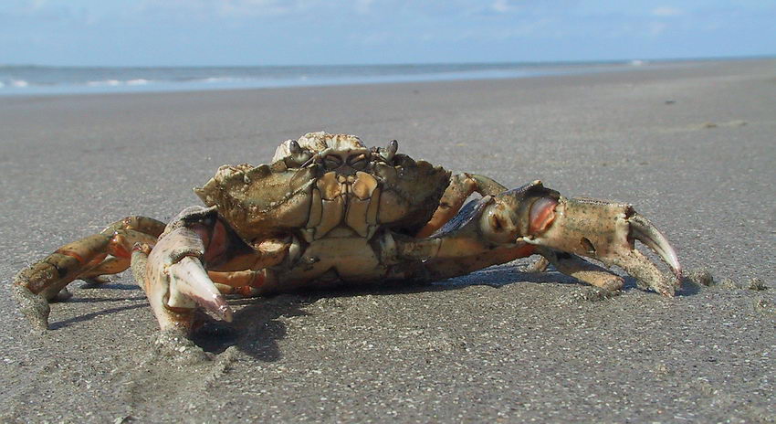 Strandkrabbe (Carcinus maenas) auf Ameland