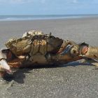 Strandkrabbe (Carcinus maenas) auf Ameland