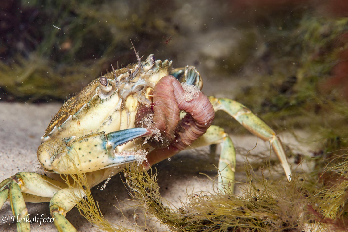 Strandkrabbe - Carcinus maenas, Ostsee