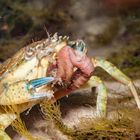 Strandkrabbe - Carcinus maenas, Ostsee