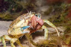 Strandkrabbe - Carcinus maenas, Ostsee