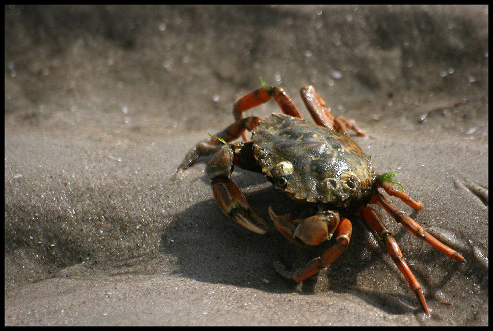 Strandkrabbe