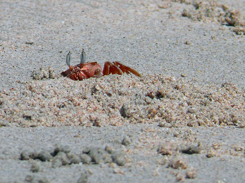 Strandkrabbe I