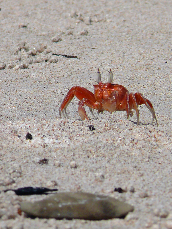 Strandkrabbe II