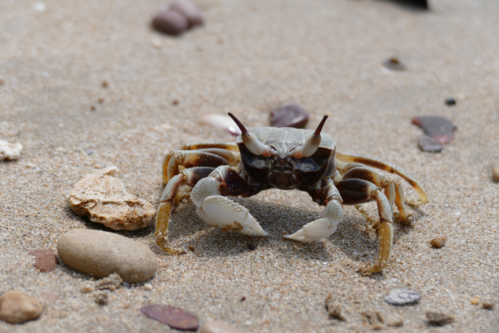 Strandkrabbe in Thailand