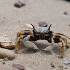 Strandkrabbe in Thailand