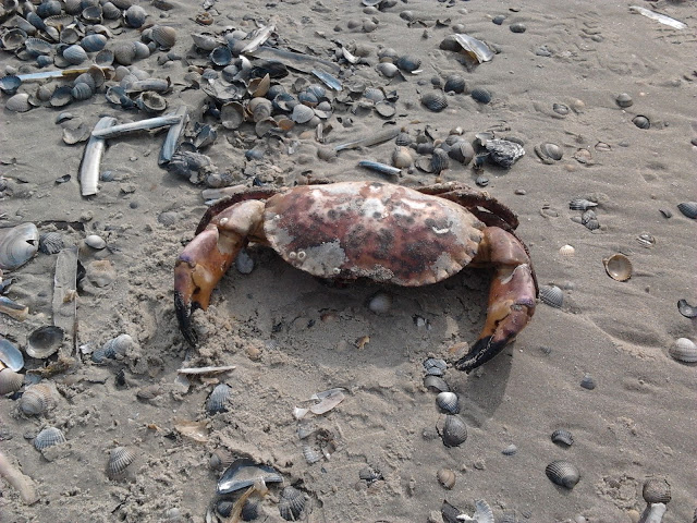 Strandkrabbe, sogar essbar!