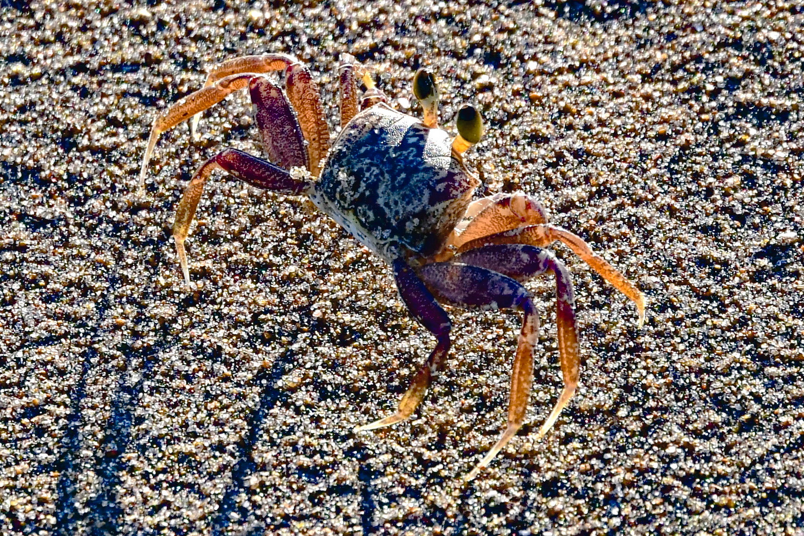 Strandkrabbe St. Luica am indischen Ozean