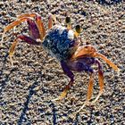 Strandkrabbe St. Luica am indischen Ozean