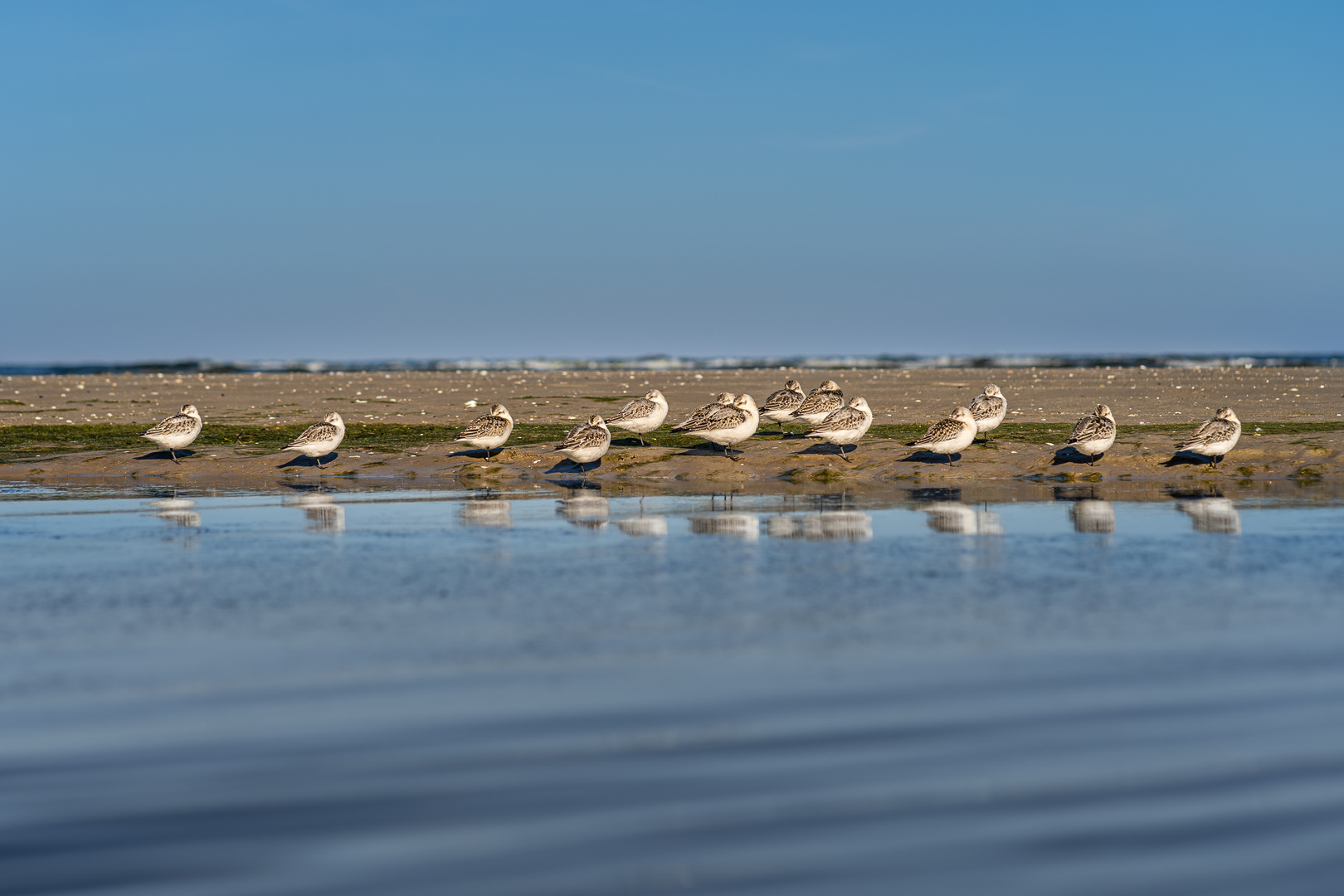 Strandläufer