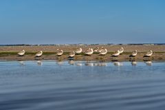 Strandläufer