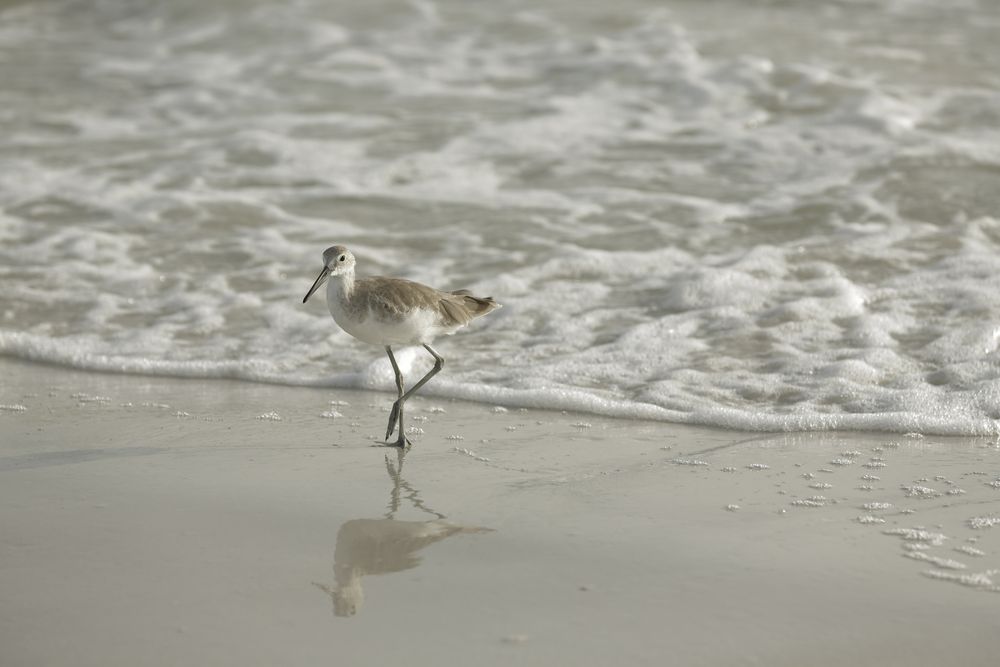 Strandläufer