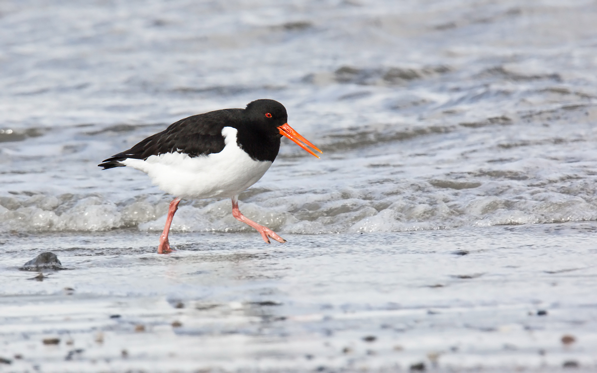 Strandläufer