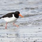 Strandläufer