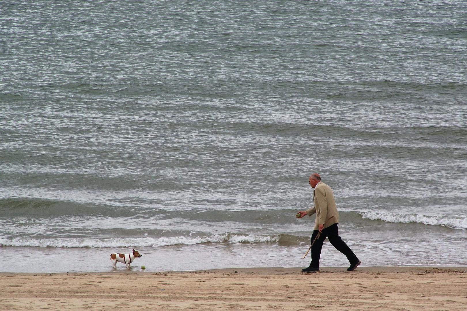 Strandläufer