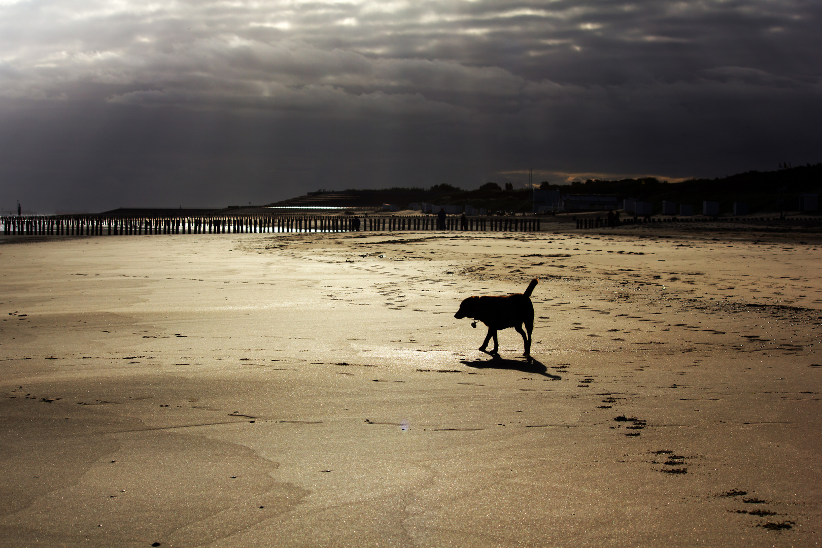 Strandläufer