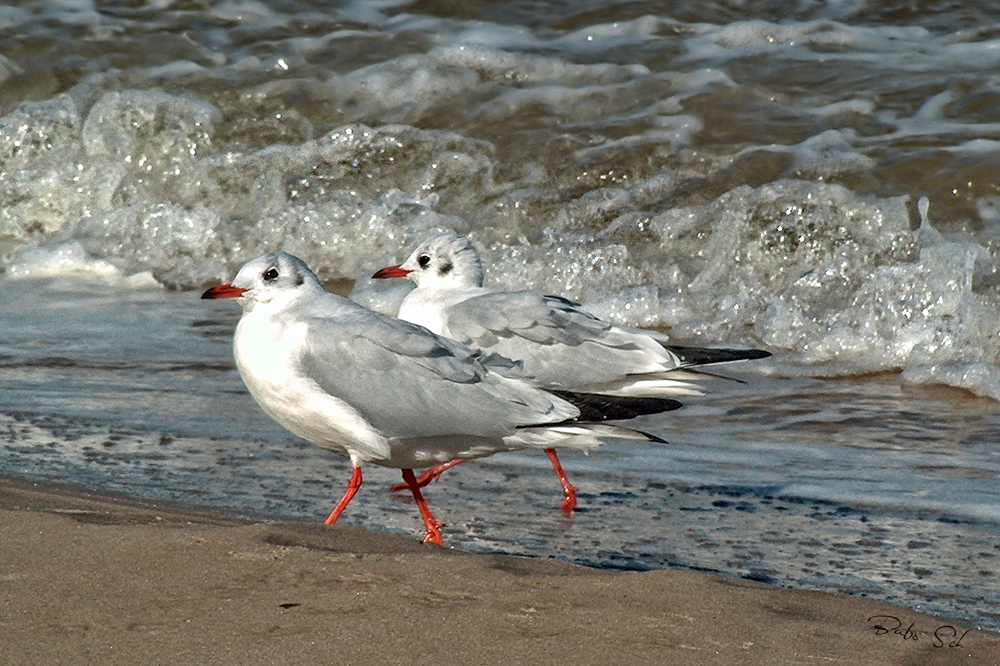 Strandläufer...