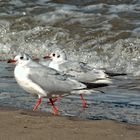 Strandläufer...