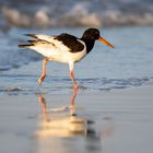 Strandläufer