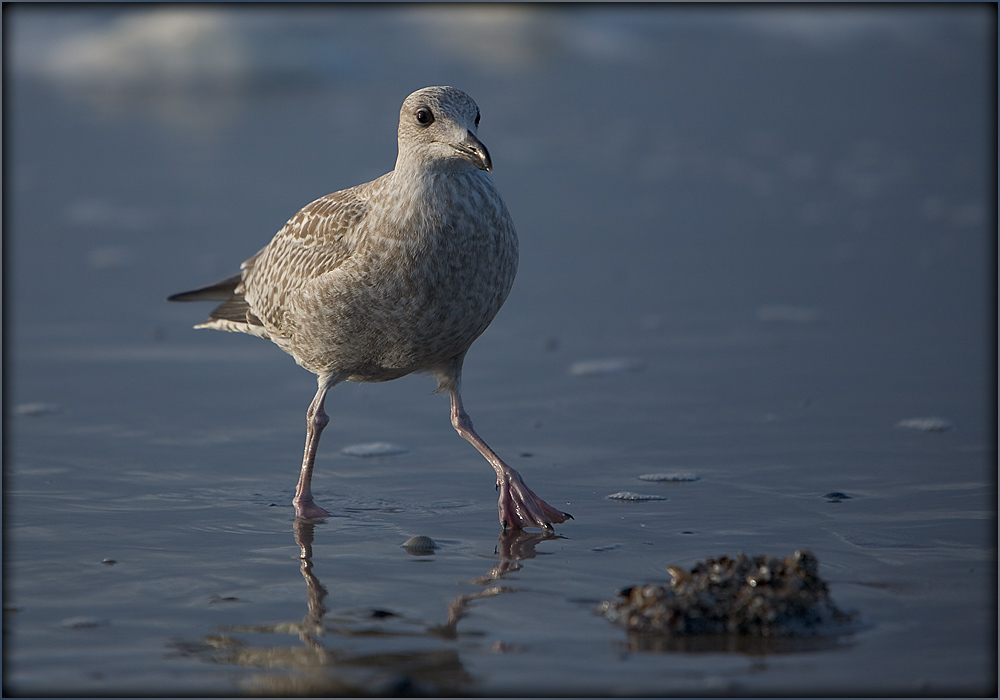 Strandläufer