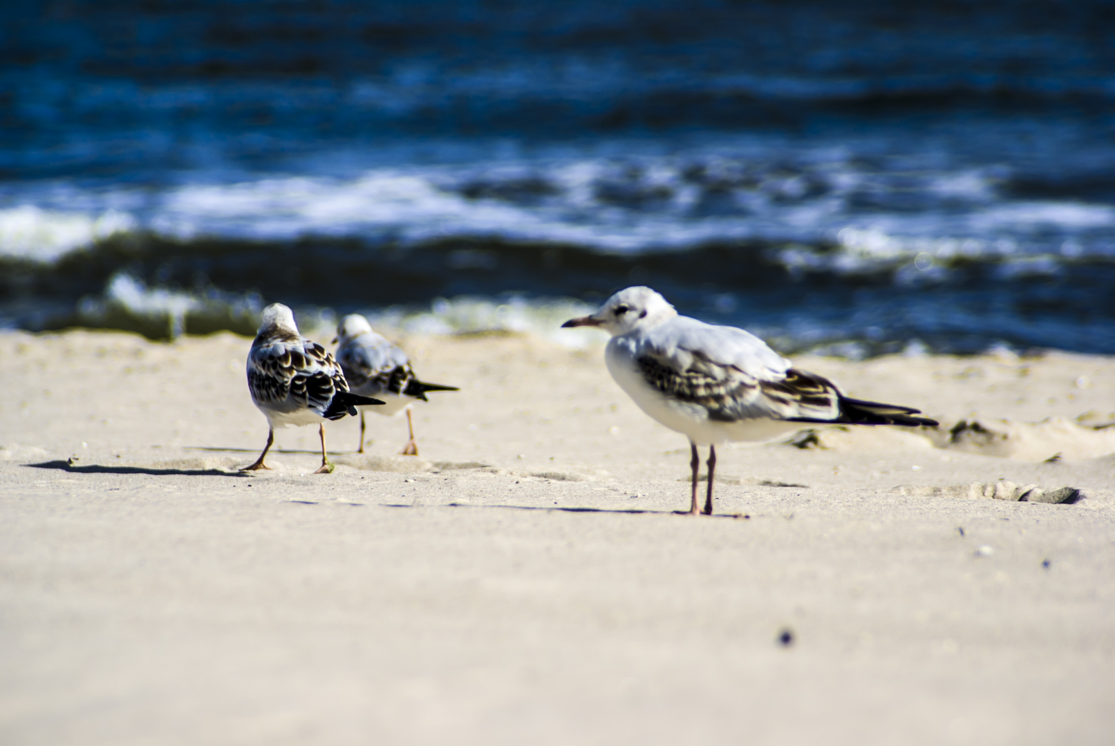 Strandläufer