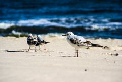 Strandläufer