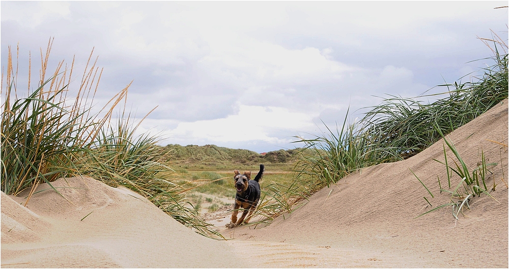 Strandläufer....