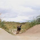 Strandläufer....