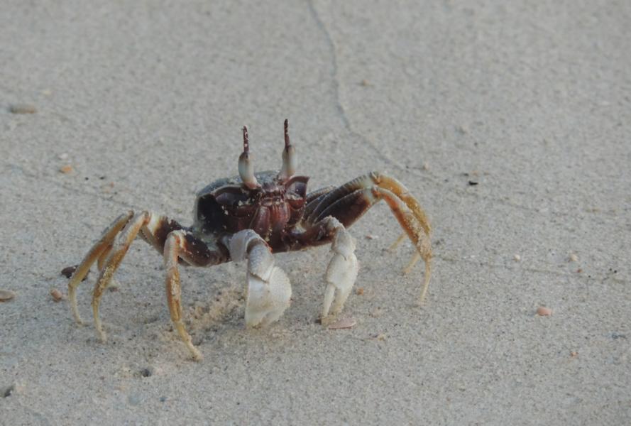 Strandläufer