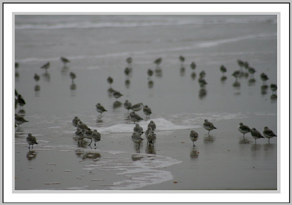 Strandläufer