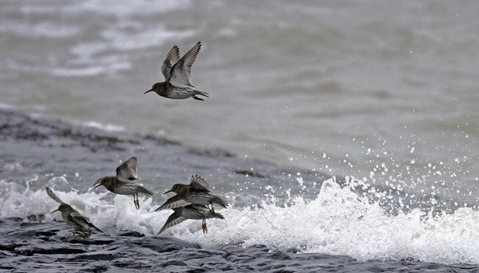 Strandläufer