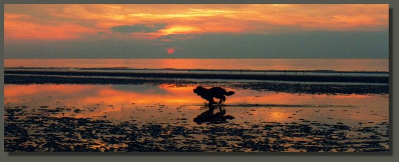 Strandläufer