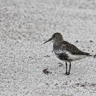 Strandläufer?