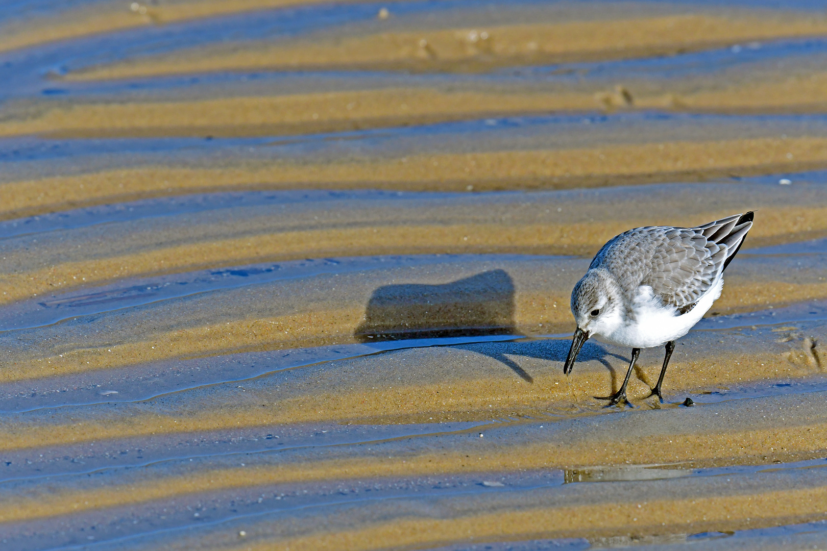 Strandläufer