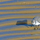 Strandläufer