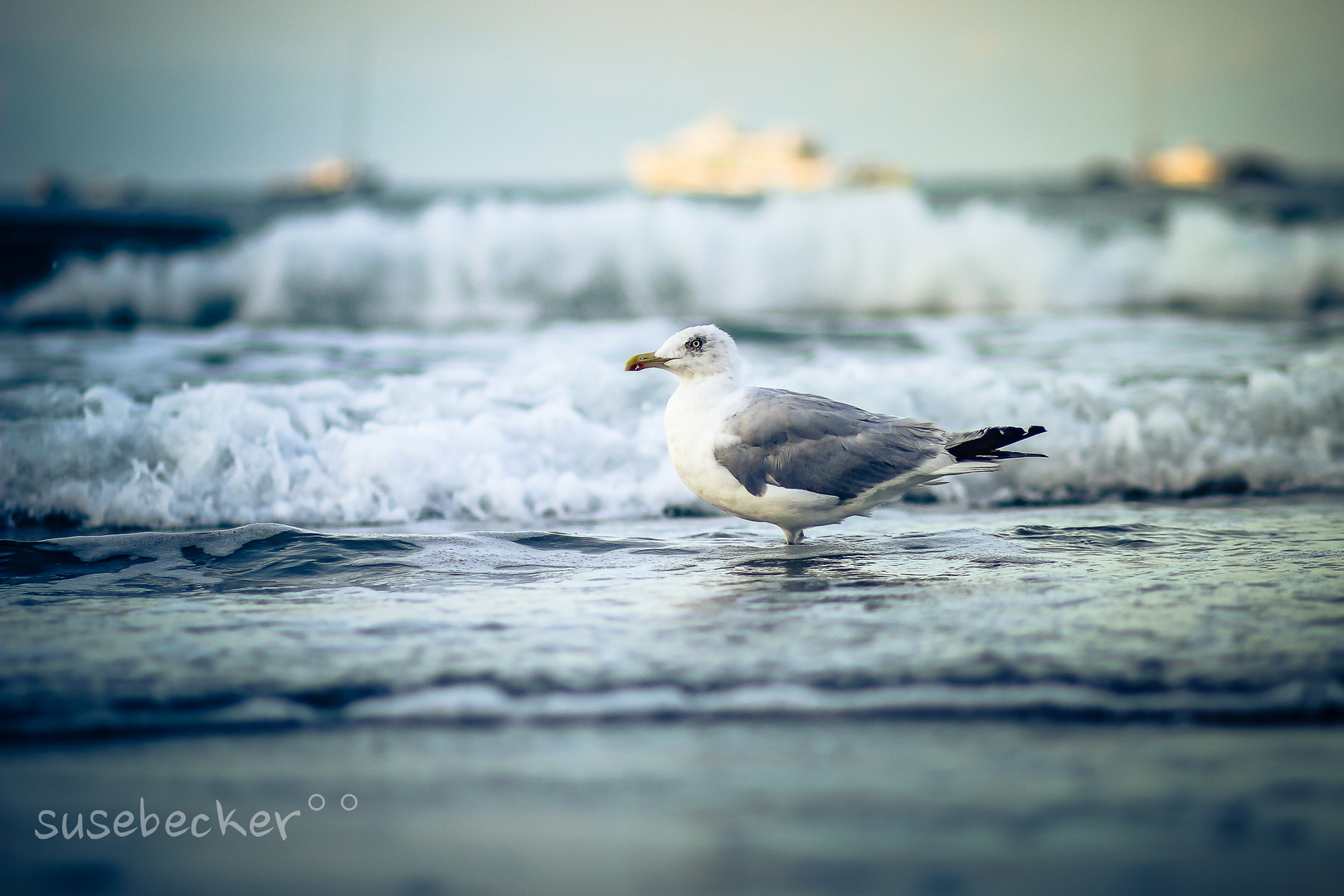 "Strandläufer"