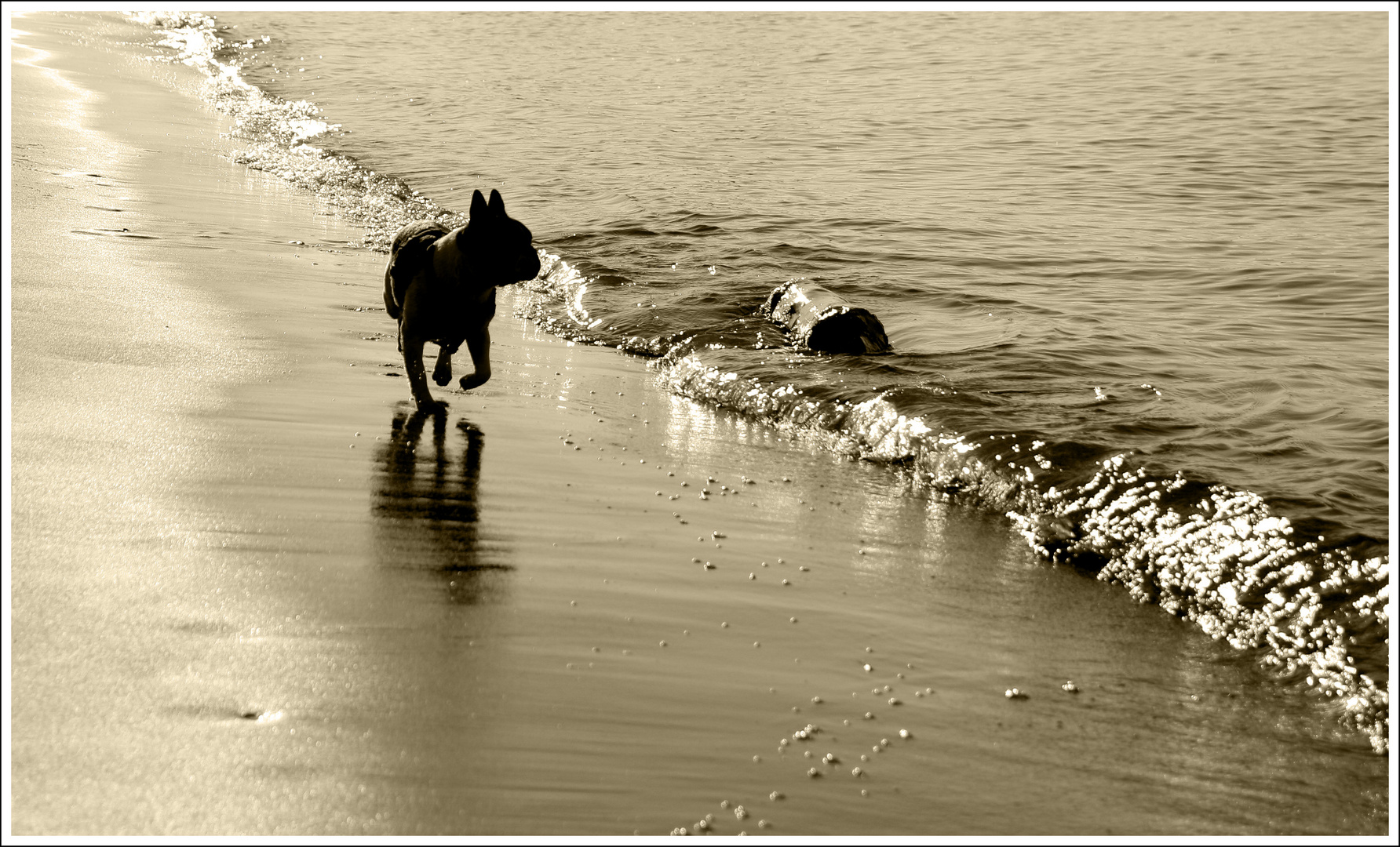 Strandläufer