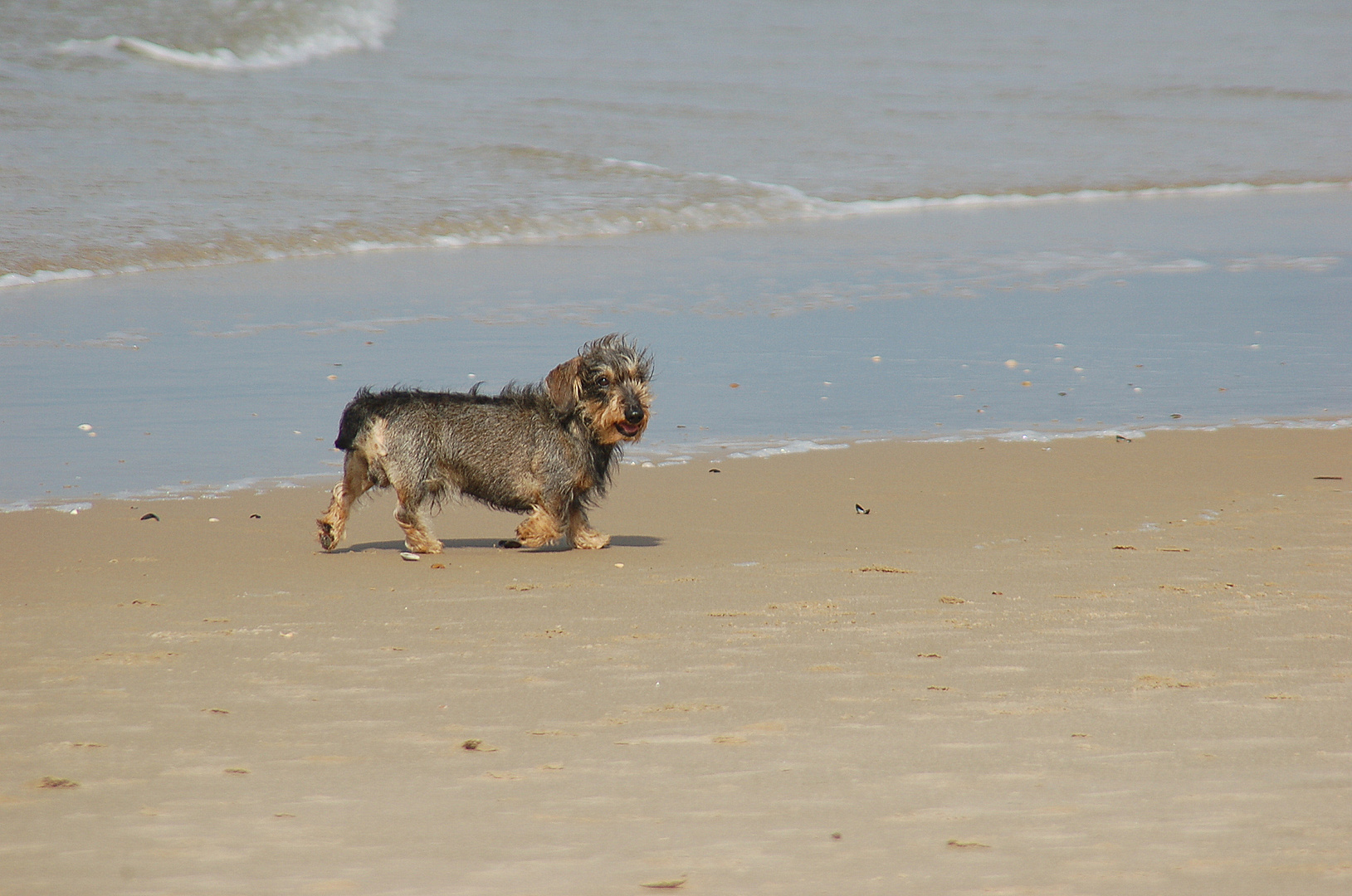 Strandläufer