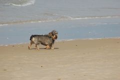 Strandläufer