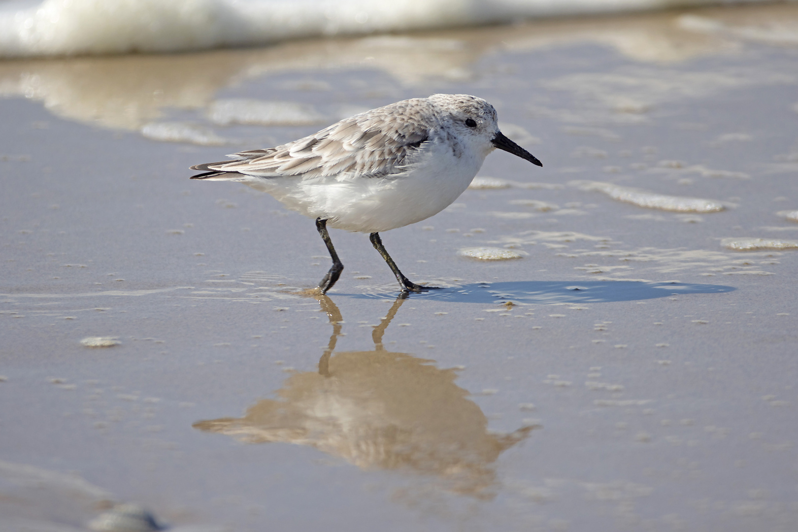 Strandläufer