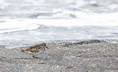 Strandläufer?