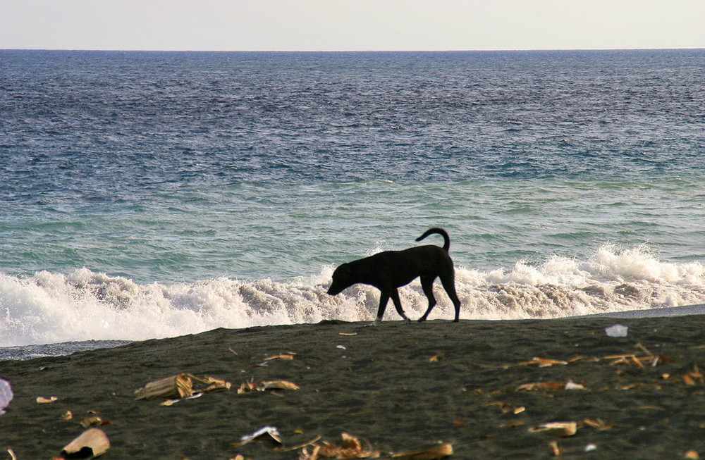 Strandläufer