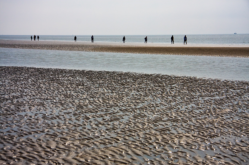 Strandläufer